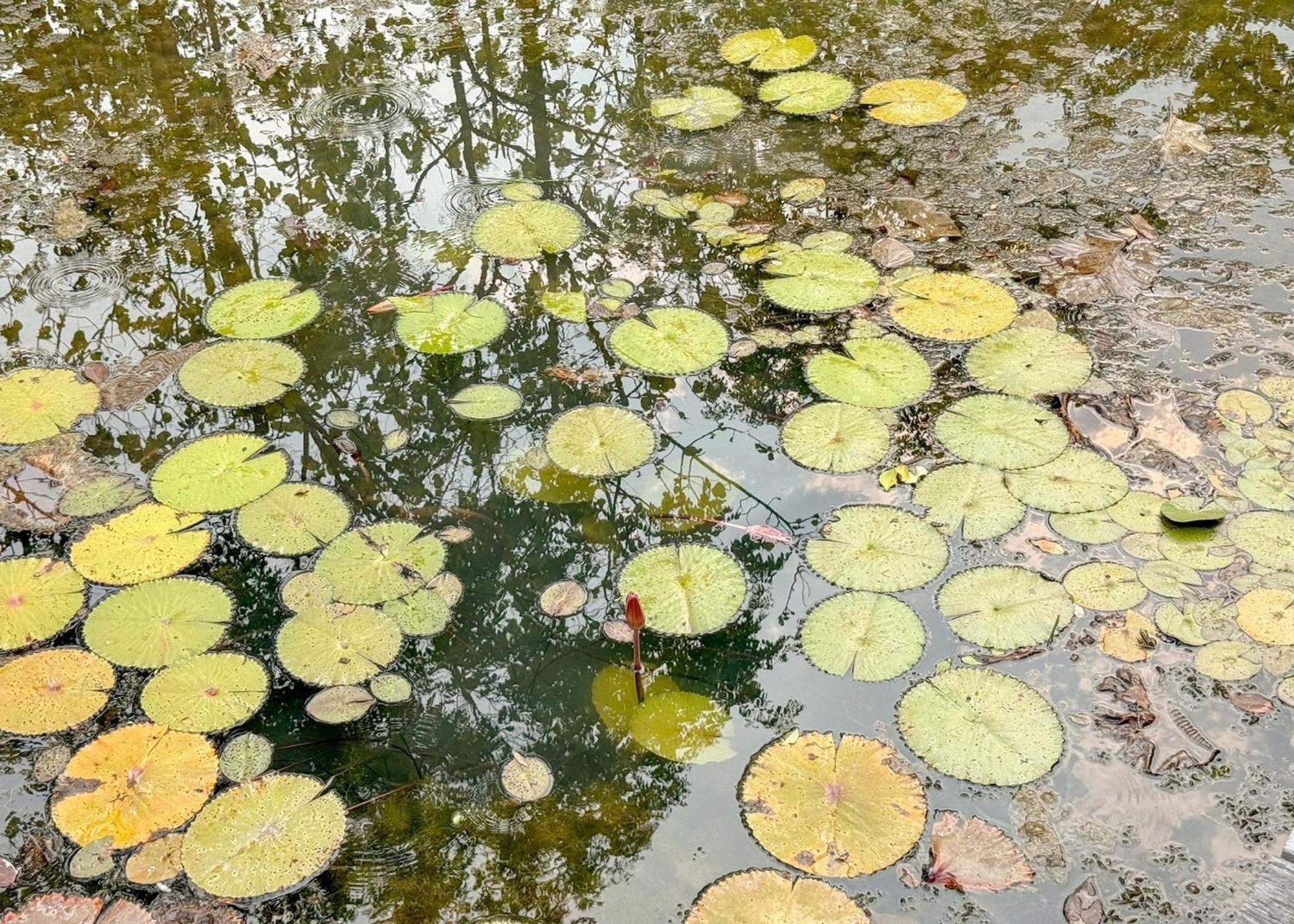 清迈卡琳娜度假村 清邁 外观 照片